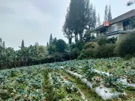 tanah hrg bu   600rb/mtr lembang asri komplek vila