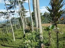 Tanah kebun jabon 6 hektar, 1 pemilik, banjarwngi garut