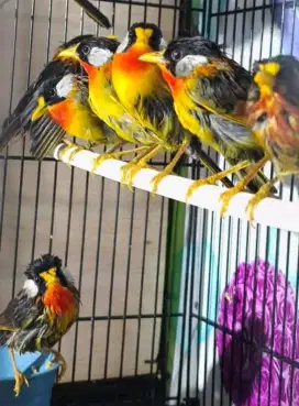 Burung pancawarna import jantan/betina ready