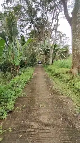Kebun Durian Kopi Alpukat  Tumpang Malang