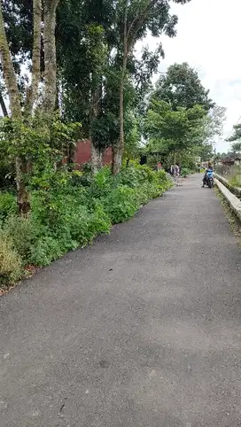 Dijual tanah pekarangan view persawahan dan merapi