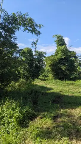 Tanah Siap Bangun Belakang Samsat Malkot, Potensi Tinggi, SHM