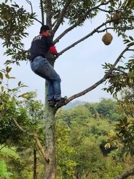 Dijual tanah kebun duren 120 Ha leuwiliang bogor jawa barat