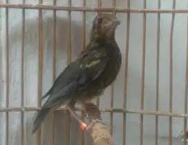Burung Anis merah trotol ring jamin jantan