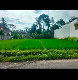 TANAH DI UBUD JALAN RAYA, LUAS 9 ARE Rp 800 jt/are