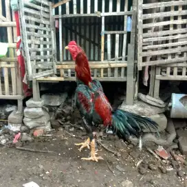 Bk koytrad tinggal nyiapin aja, pernah win 1x pinggiran no abal²