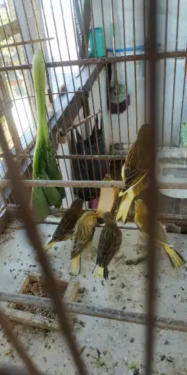 Anak kenari murah
