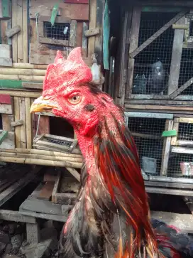 Pamangon kondisi mau mabung perdana, yg minat buat pemacek smentara