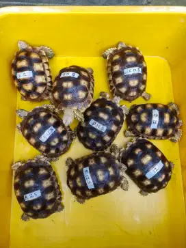 sulcata 12-12,5 body mulus lincah rakus