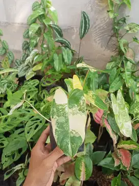 Tanaman Philodenron Burlemax
