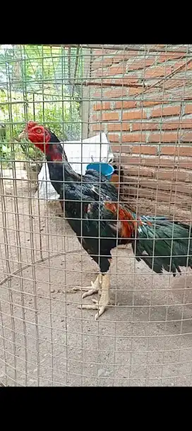 Ayam petarung super