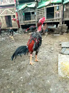 Yg minat buat pemacek sementara.mau mabung perdana, BK x pama