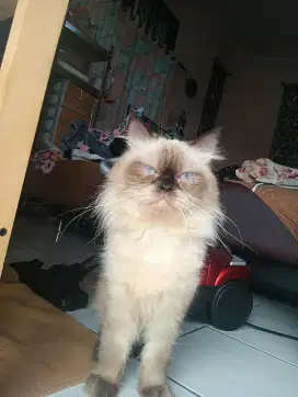 Kucing Himalaya jantan