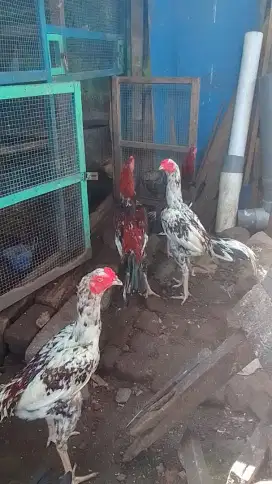 Ayam materi produk kandang sendiri, pacek Mangon bulbi x biang shamo