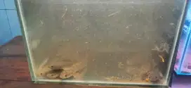 Channa Limbata bahan