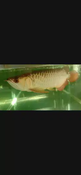 Arwana Golden Crossback emas Size -+50 cm