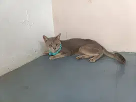 Abyssinian pejantan blue proven
