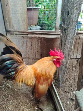 Ayam Kate jantan