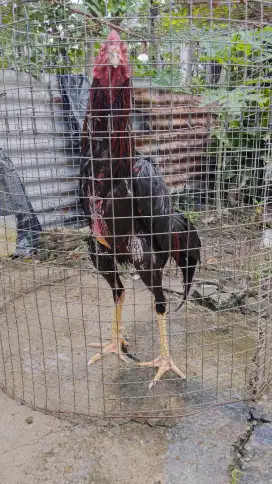 Jual ayam bangkok
