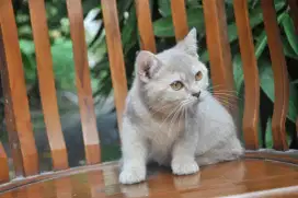 Bsh Golden lilac betina ped