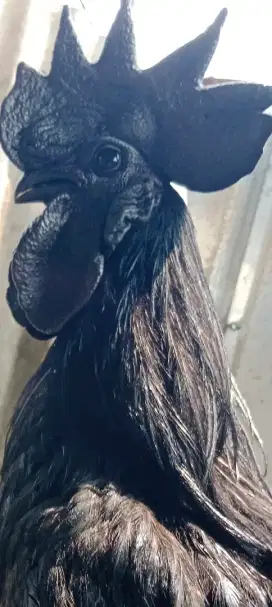 Ayam Cemani Jantan Lidah Hitam