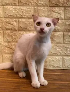 Scottish Fold Betina Proven