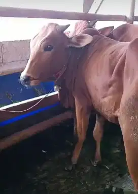 Sapi Qurban Madura Murah