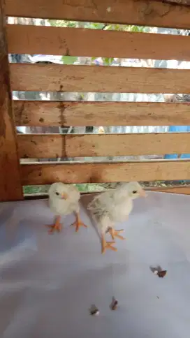 Ayam Hiyas Ekor Lidi