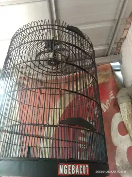 Kandang ebod minusan