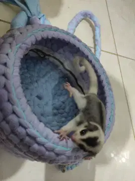 SUGAR GLIDER MOZAIK RINGTAIL