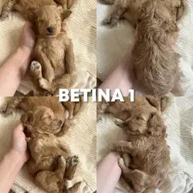 JUAL ANAK ANJING BETINA RED TOY POODLE PUPPY BARU LAHIR