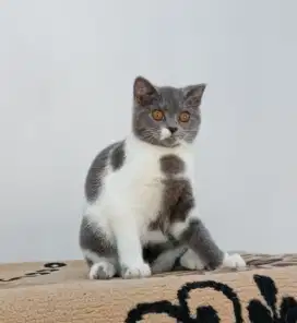 British Shorthair Bicolor