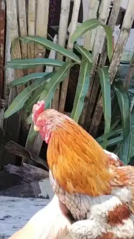 Ayam magon kelabu