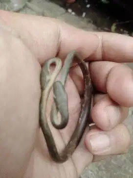 Gelang ulan ulan temuan sungai