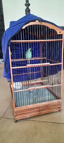 Burung Murai Kebon