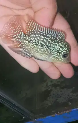 Louhan kamfa f2 cilnong