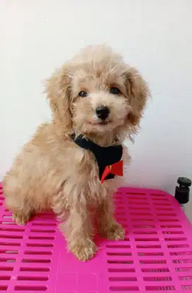 Jual tiny poodle