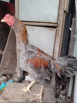 Ayam bangkok aduan