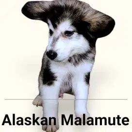 Jual Anjing Alaskan Malamute