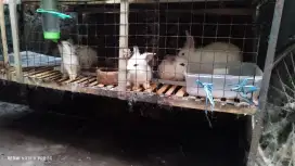 Kelinci borongan