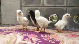 Anak parot BLT umur satu minggu