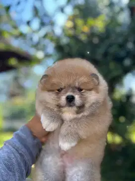 Minipom jantan non stbm