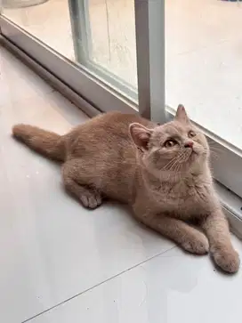 Anak Kucing BSH jantan asli warna lilac atau fawn