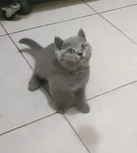 British Short Hair