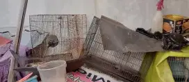 Kandang besi buat pitik