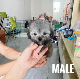 Poodle lucu murah
