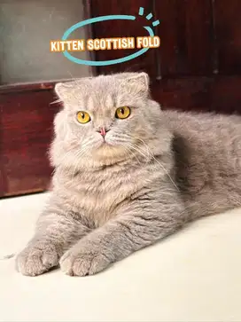 Scottish fold denza jdhin bsh peaknose ash