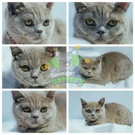 BSH (british short hair)