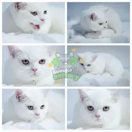 BSH (british short hair)