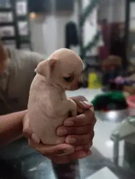 Jual Ras Chihuahua Puppy betina